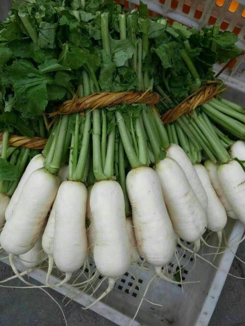 小伙萝卜，青年萝卜，