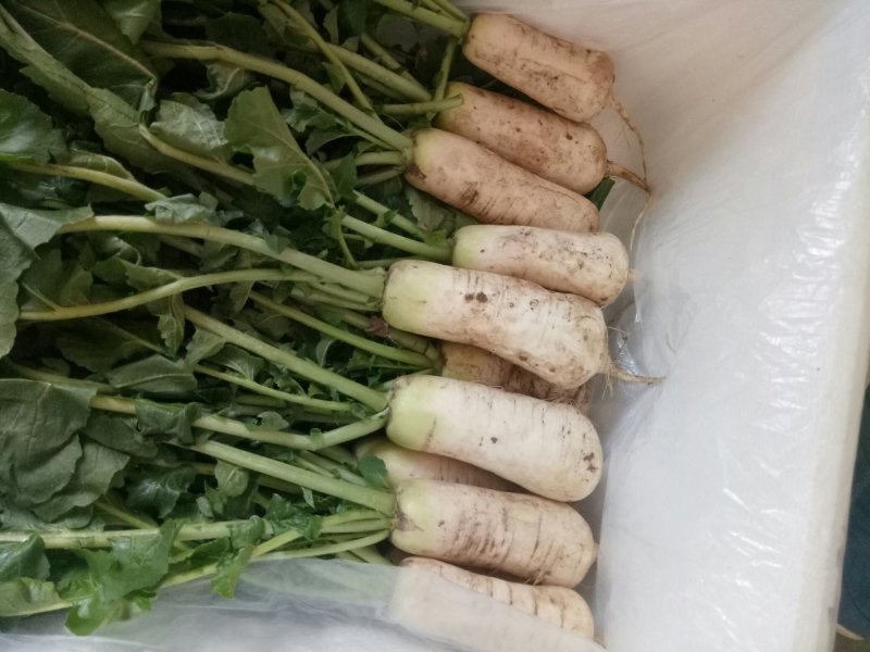小伙萝卜，青年萝卜，