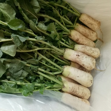 小伙萝卜，青年萝卜，