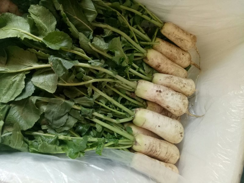 小伙萝卜，青年萝卜，