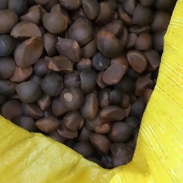 本地小茶籽