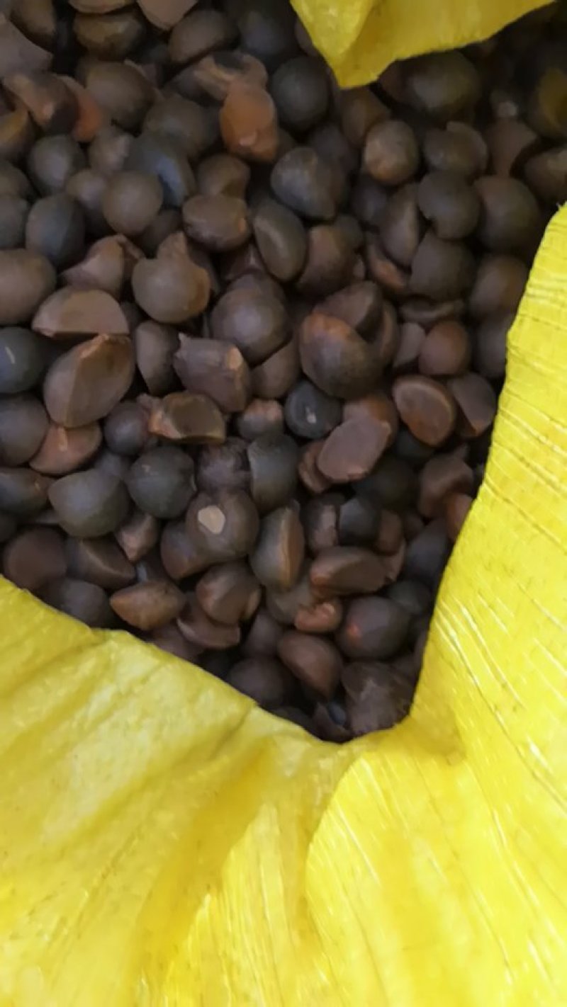 本地小茶籽