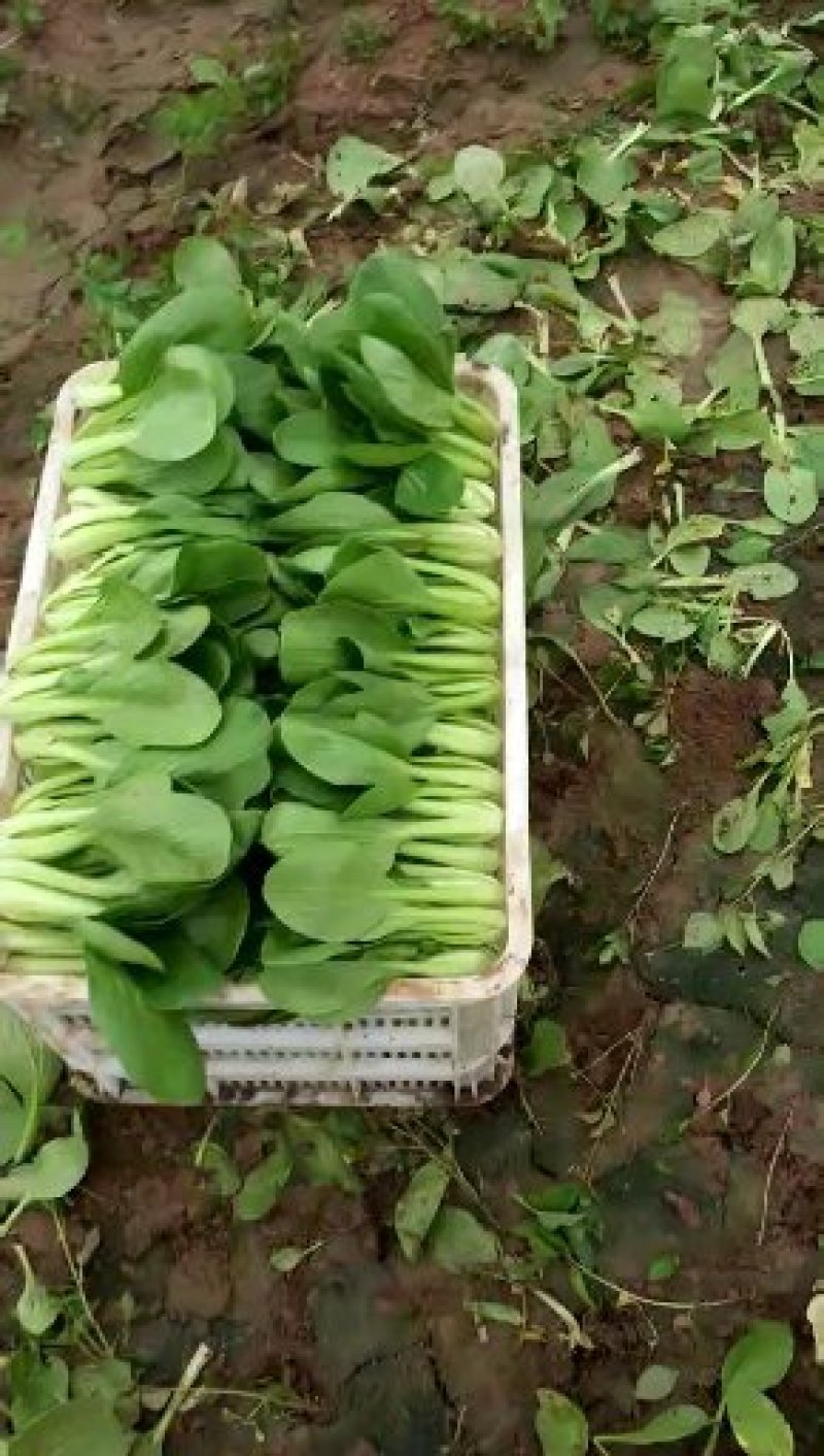 基地直供，精品上海青小油菜，，品质优良，价格公平合理