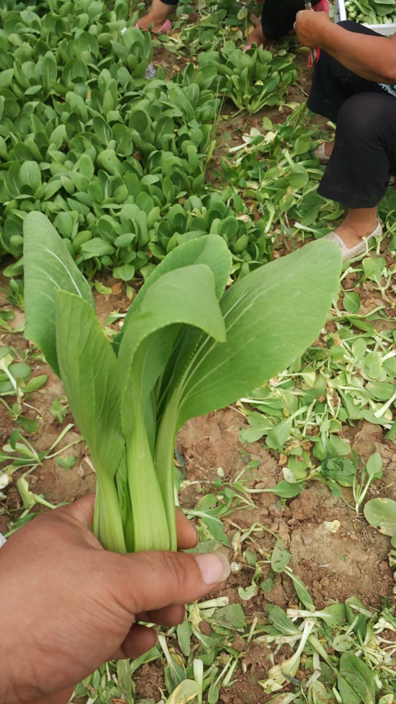 基地直供，精品上海青小油菜，，品质优良，价格公平合理