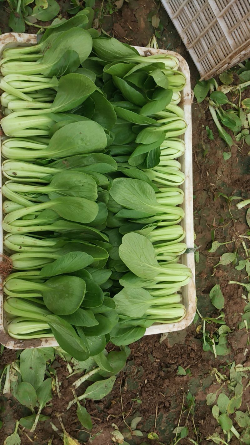 基地直供，精品上海青小油菜，，品质优良，价格公平合理