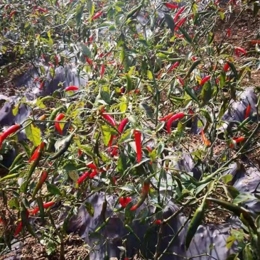小米椒