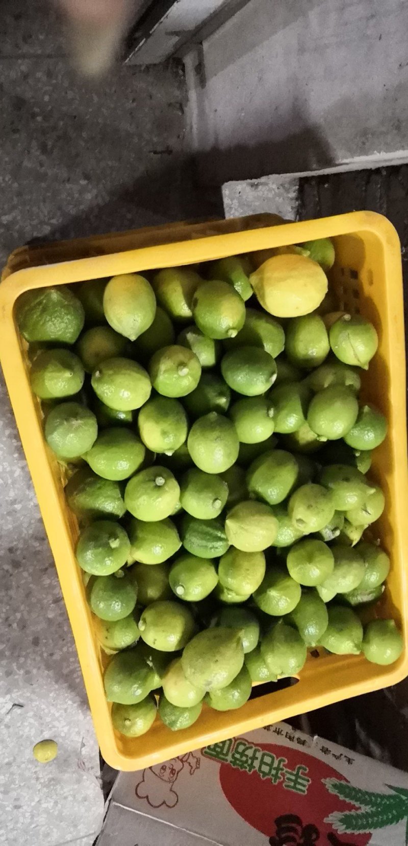 香水柠檬