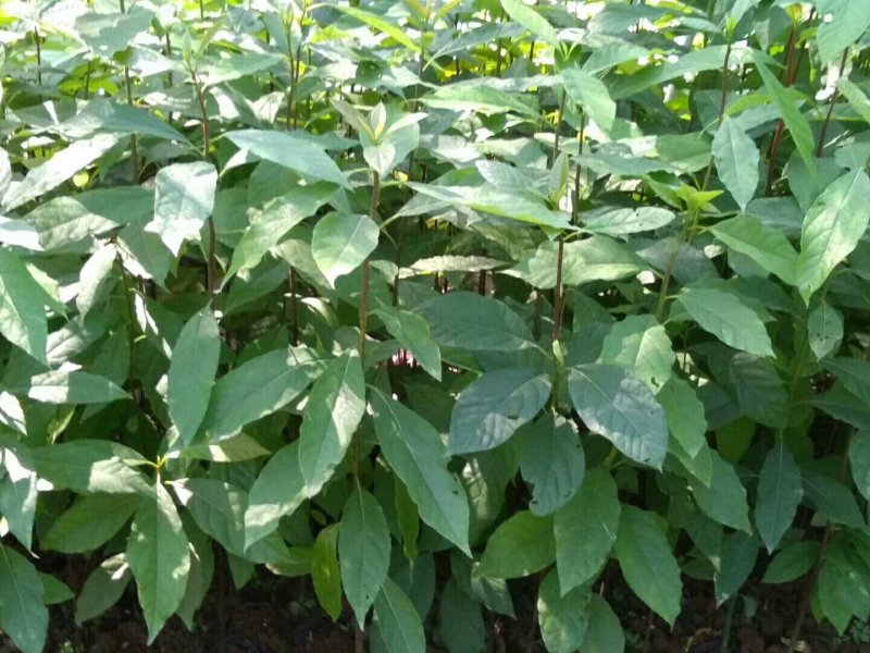 牛油果种子新鲜高发芽率
