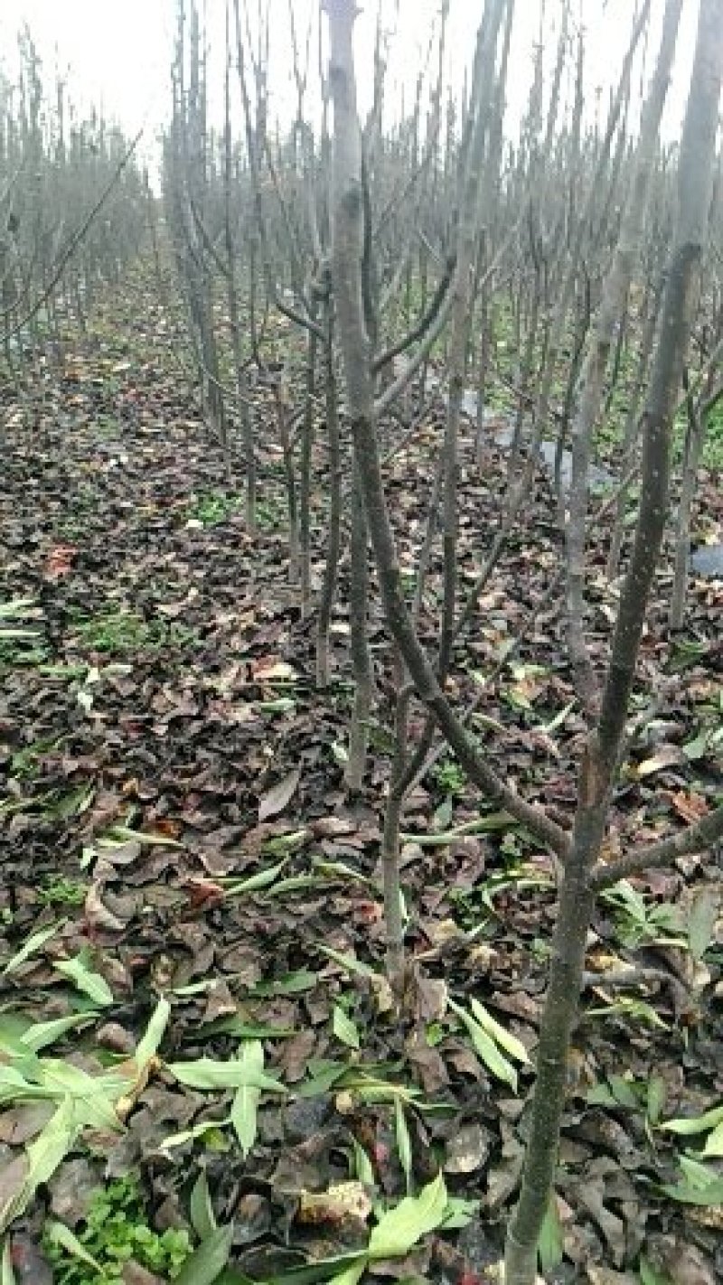 梨树苗