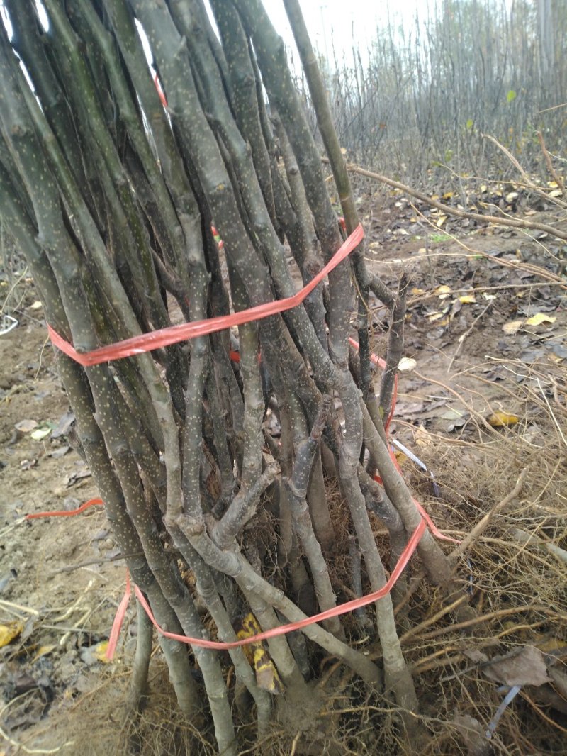 梨树苗