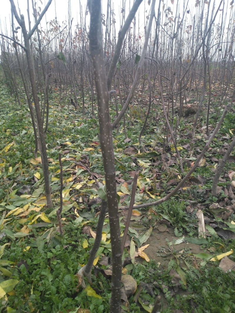 梨树苗