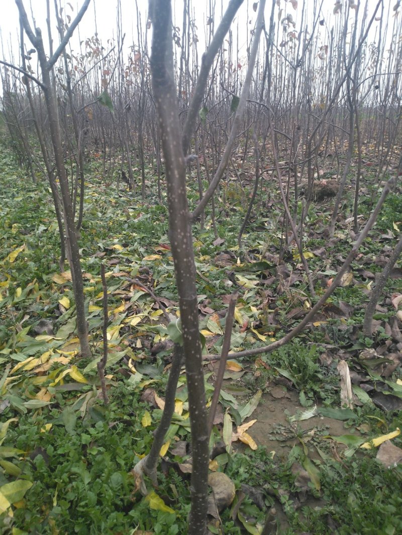梨树苗