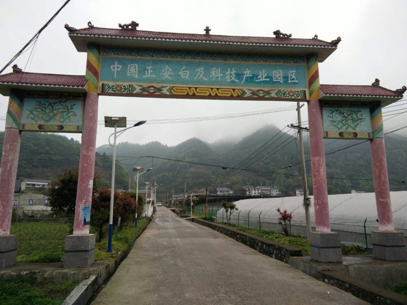紫花三叉大白及