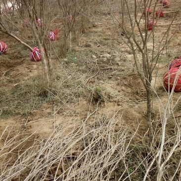 5公分石榴树带土球价格多少