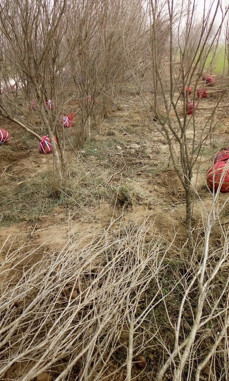 5公分石榴树带土球价格多少