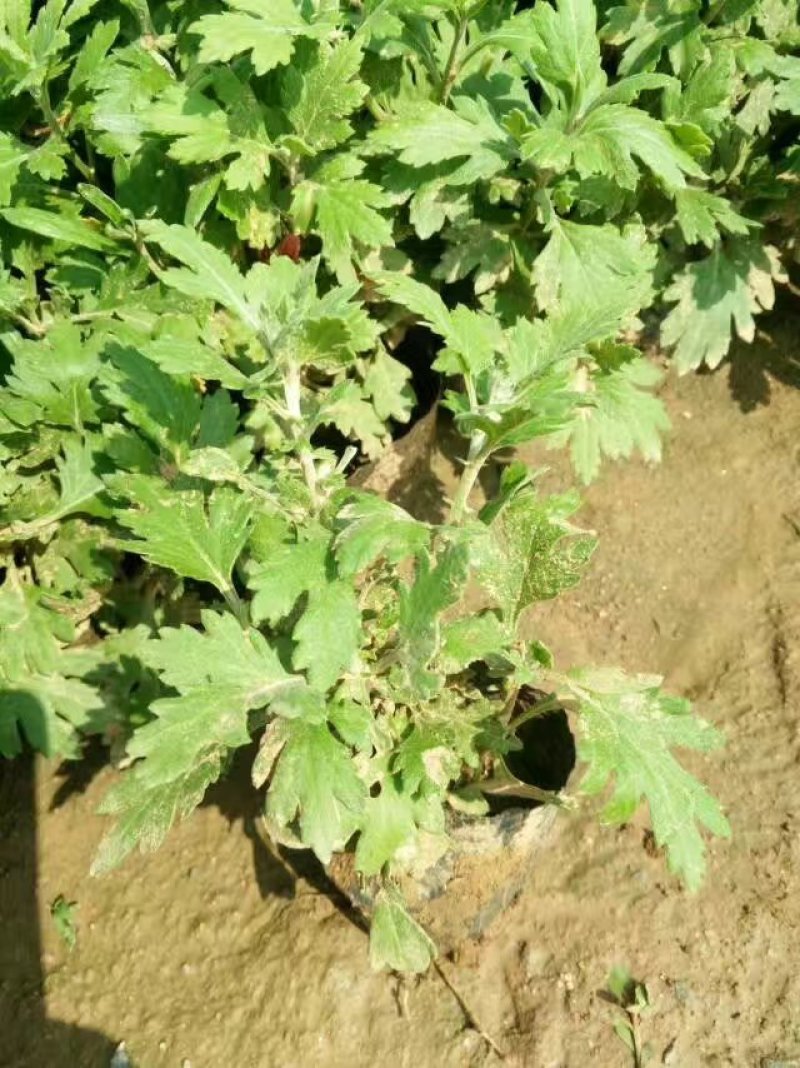 地被菊基地直供量大从优