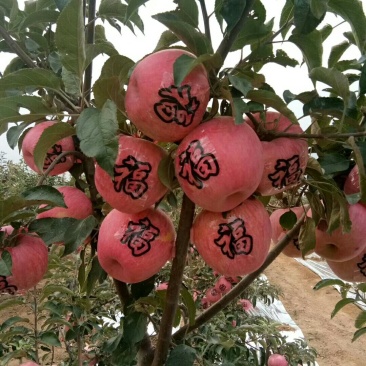 富士