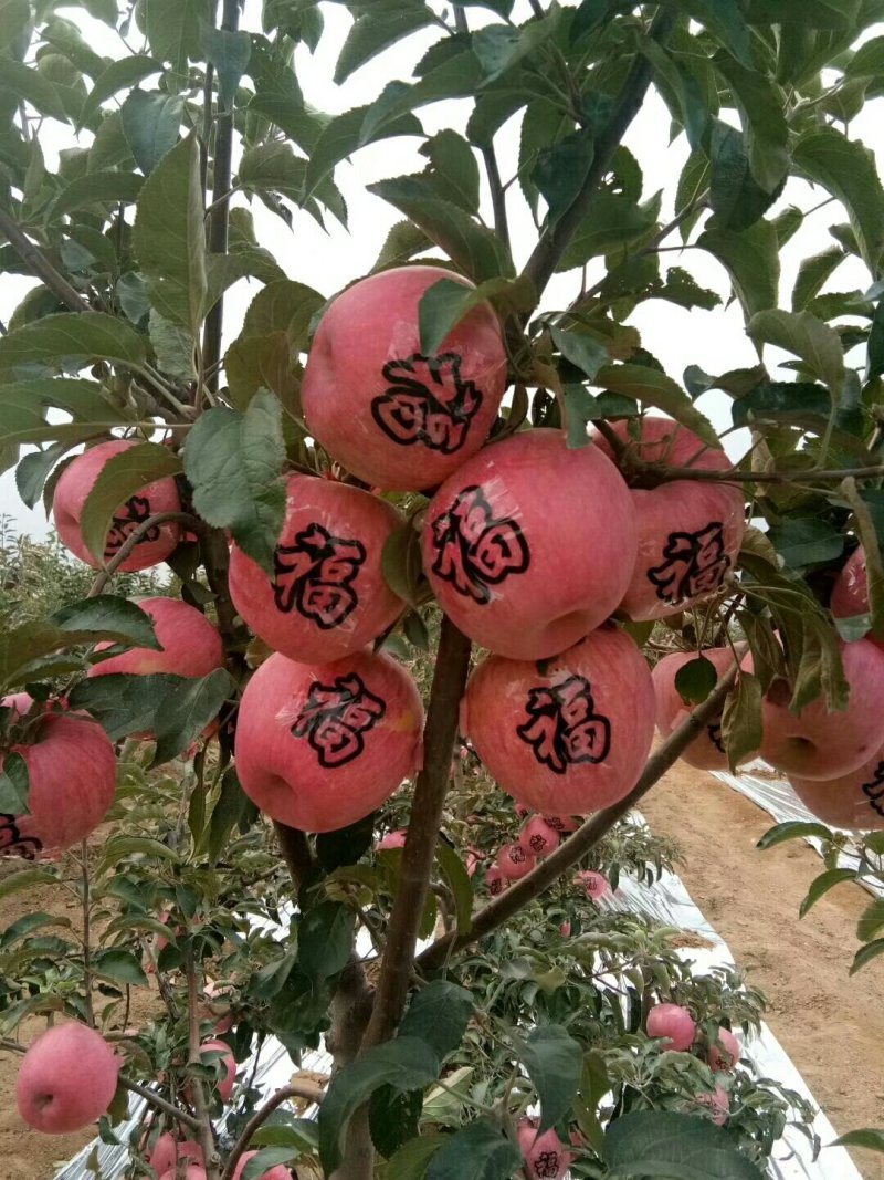 富士