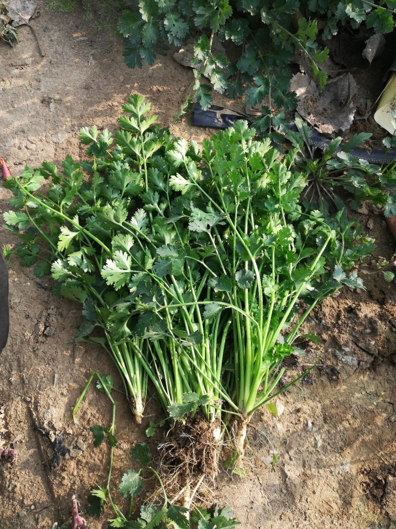 香菜