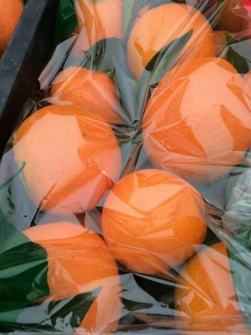 秭归纽荷尔脐橙，产地批发，价格便宜，欢迎新老顾客前来洽谈