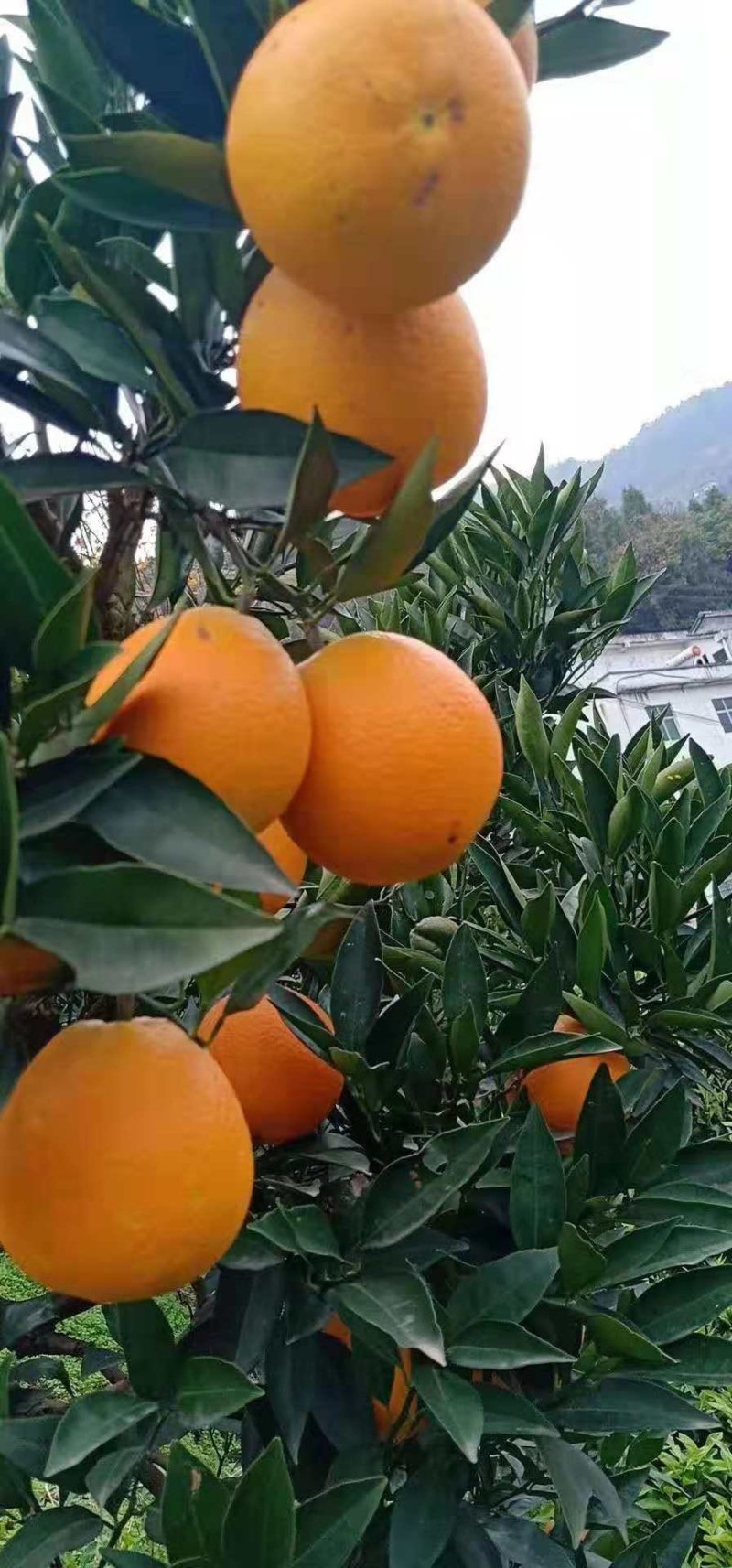 秭归纽荷尔脐橙，产地批发，价格便宜，欢迎新老顾客前来洽谈