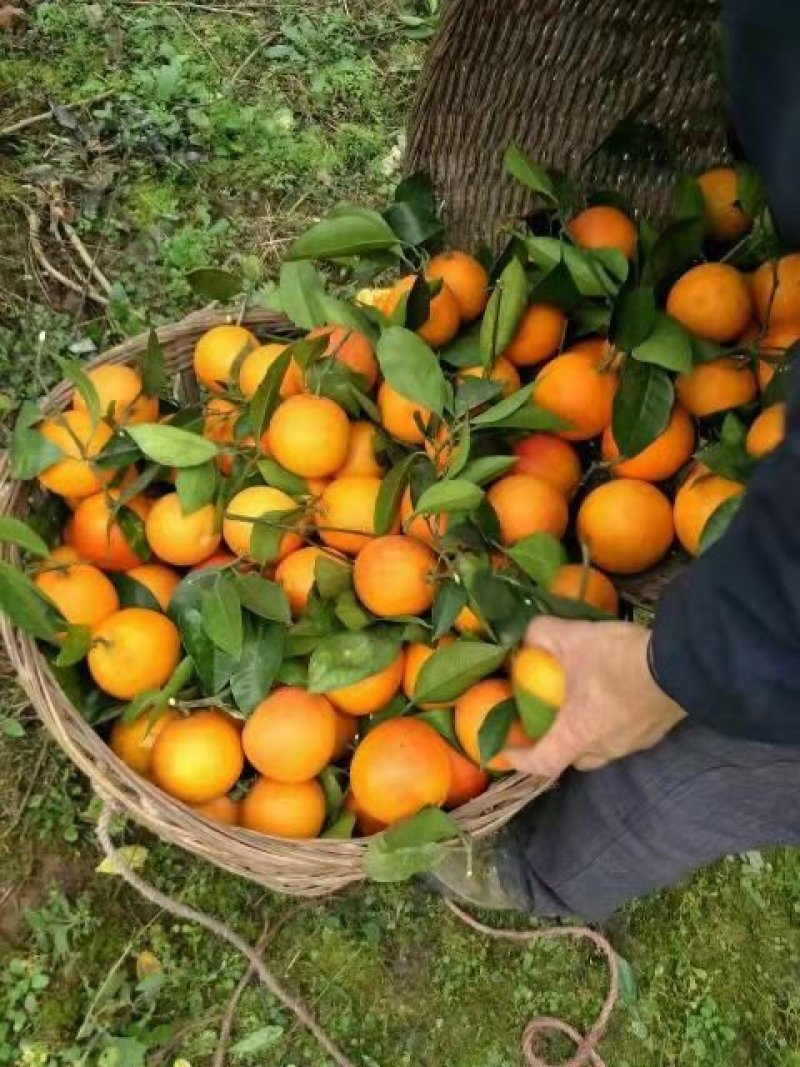 秭归纽荷尔脐橙，产地批发，价格便宜，欢迎新老顾客前来洽谈