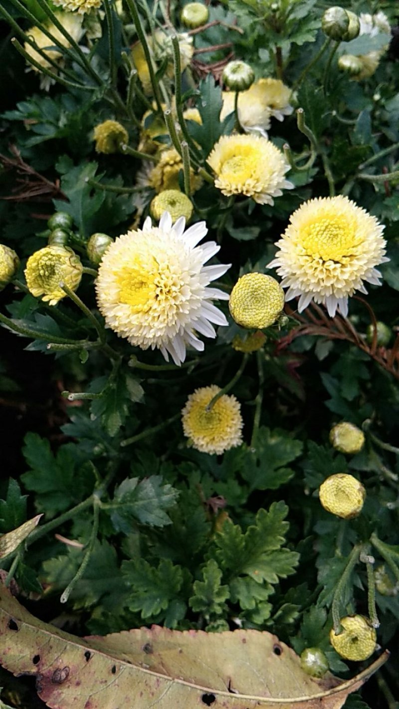 菊花
