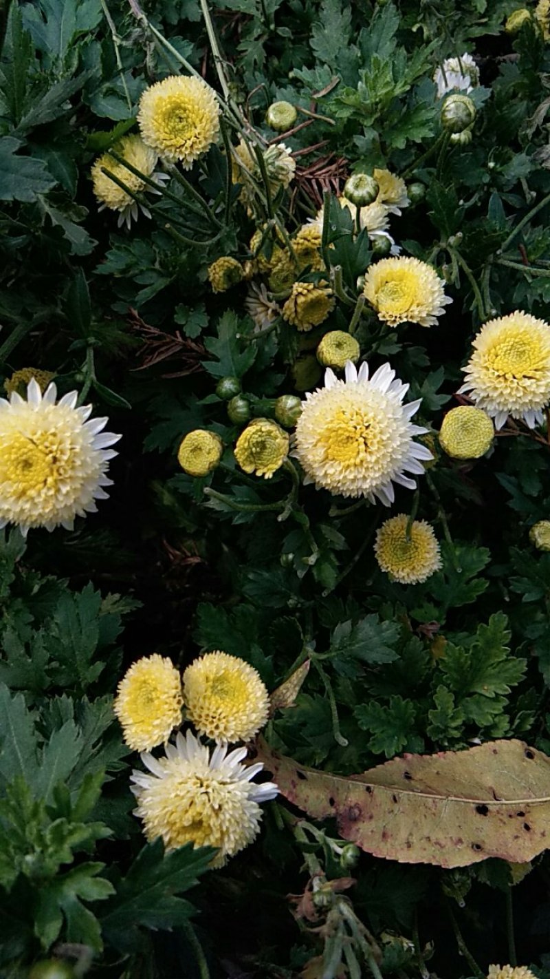 烤干的菊花