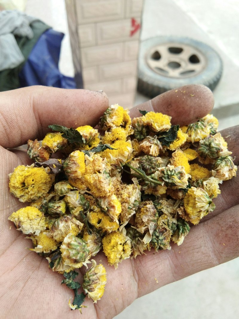烤干的菊花