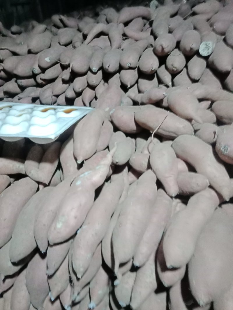 库存沙地龙九，大量出库