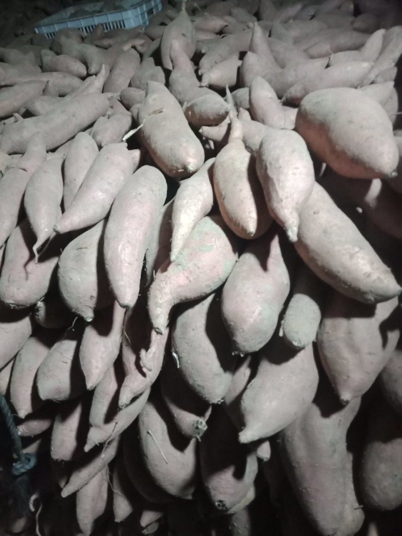 库存沙地龙九，大量出库
