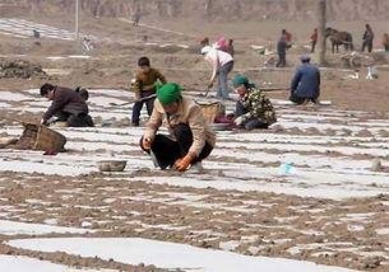 当归原条，片，头片。无硫