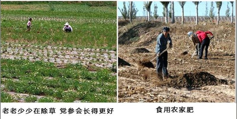 岷县白条党参，党参大中小条。