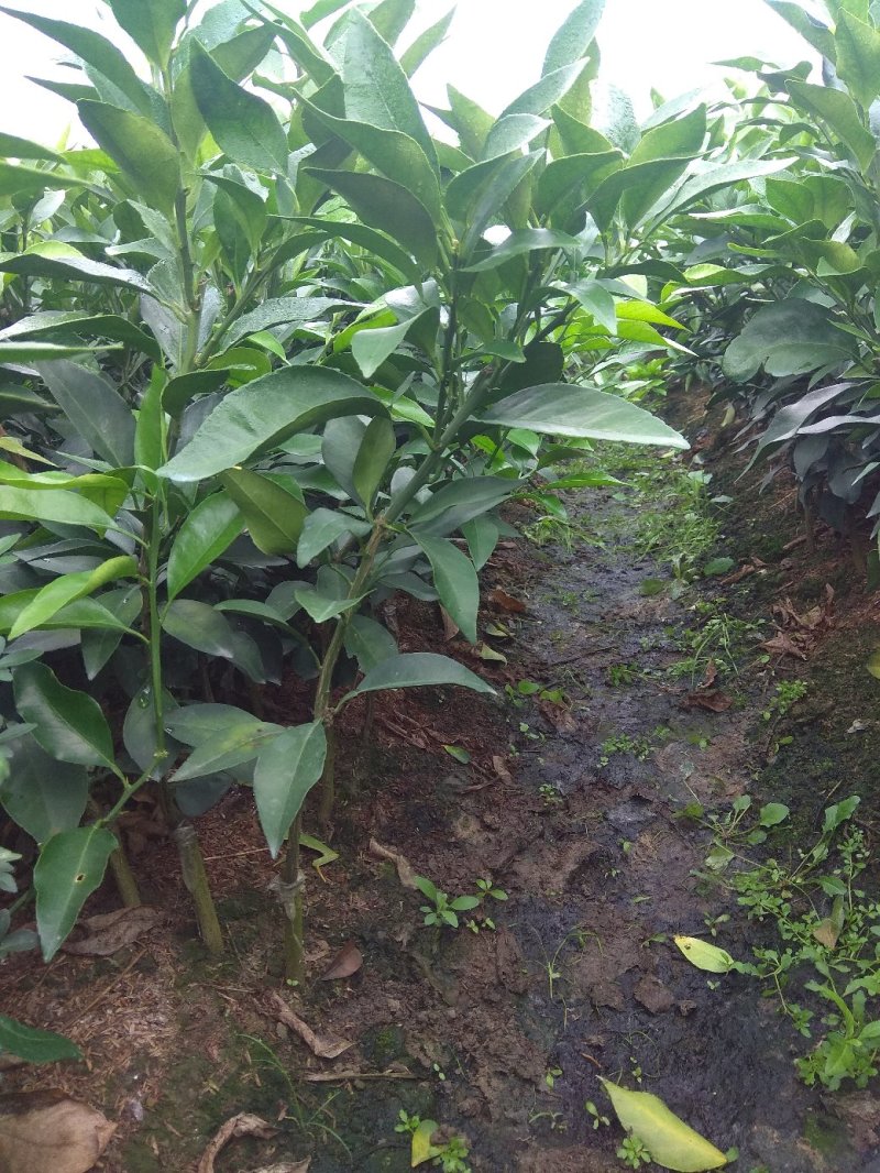 爱媛（红美人），包正宗假一赔十，提供免费种植技术