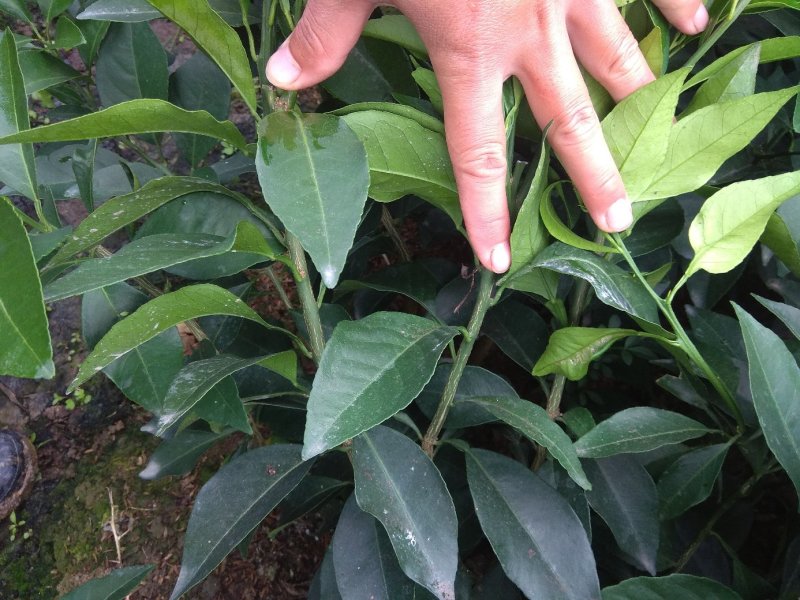 爱媛（红美人），包正宗假一赔十，提供免费种植技术