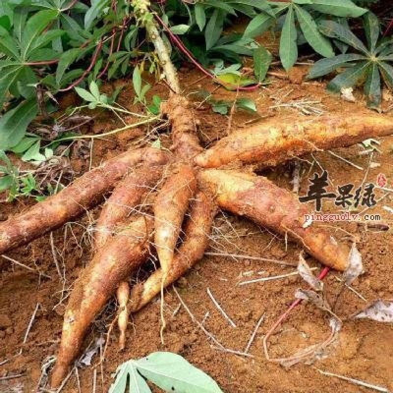 木薯