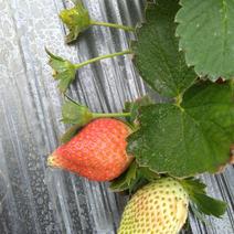 甜宝草莓精品草莓奶油草莓