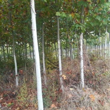 低价出售法桐垂柳5000棵