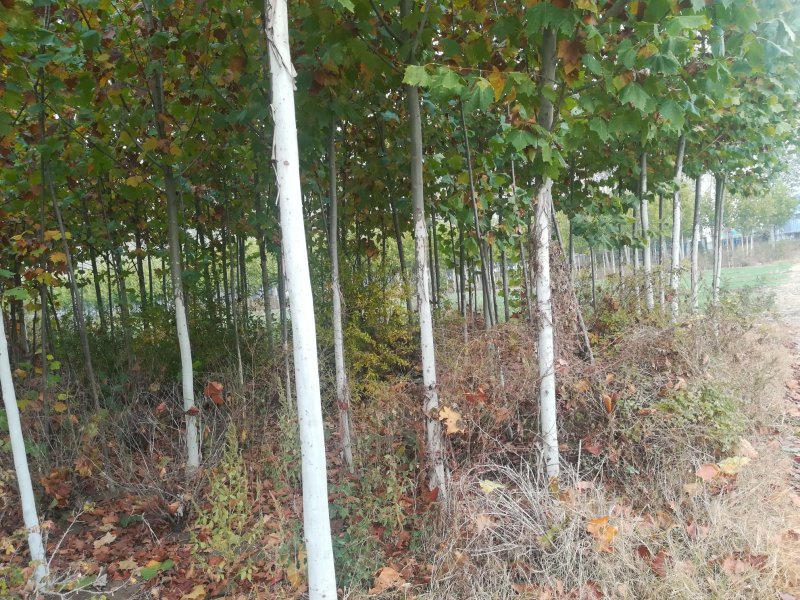 低价出售法桐垂柳5000棵