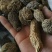 金果榄山慈菇金线掉葫芦