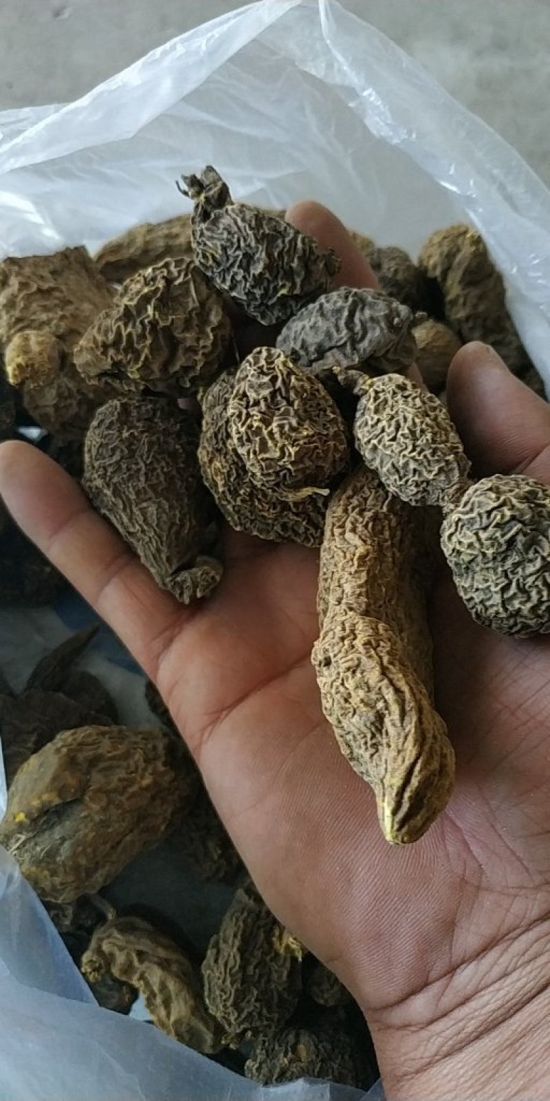 金果榄山慈菇金线掉葫芦