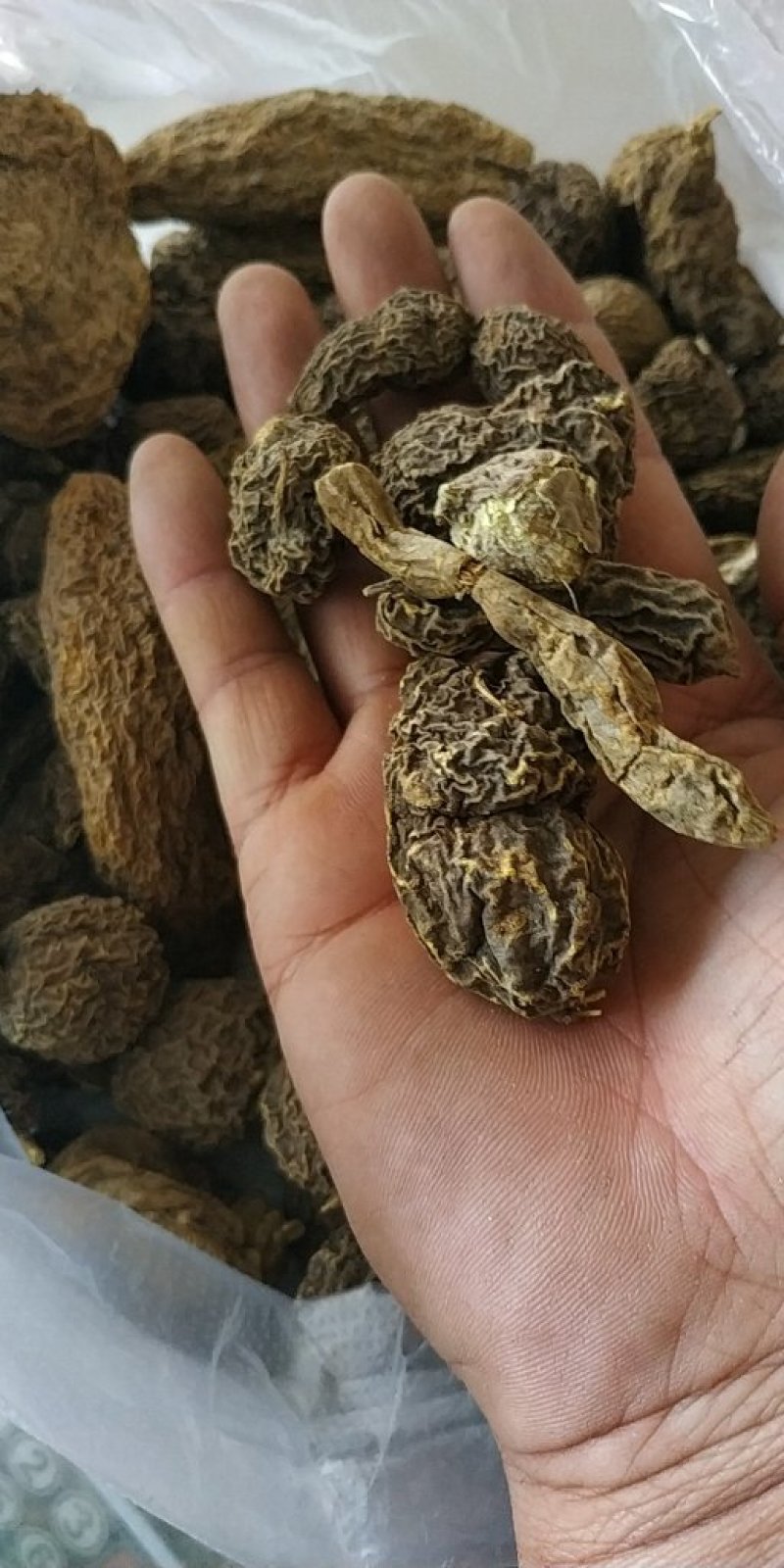 金果榄山慈菇金线掉葫芦