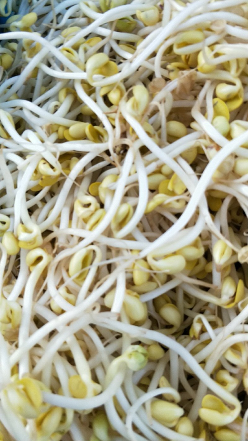 豆芽