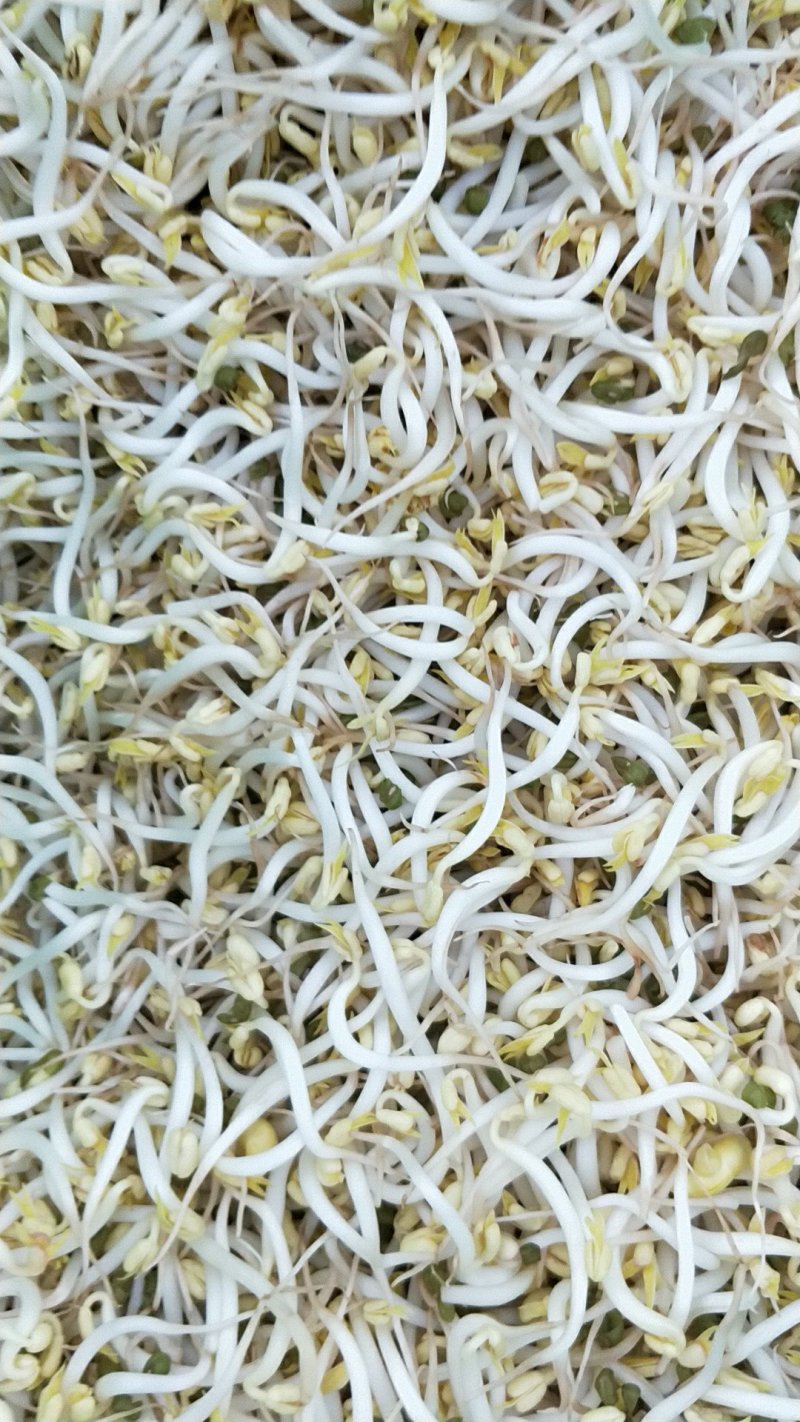 豆芽