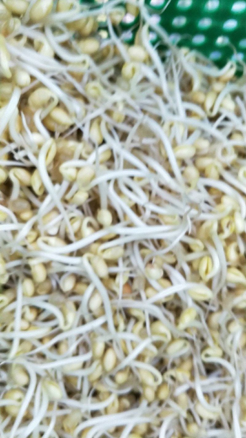 豆芽