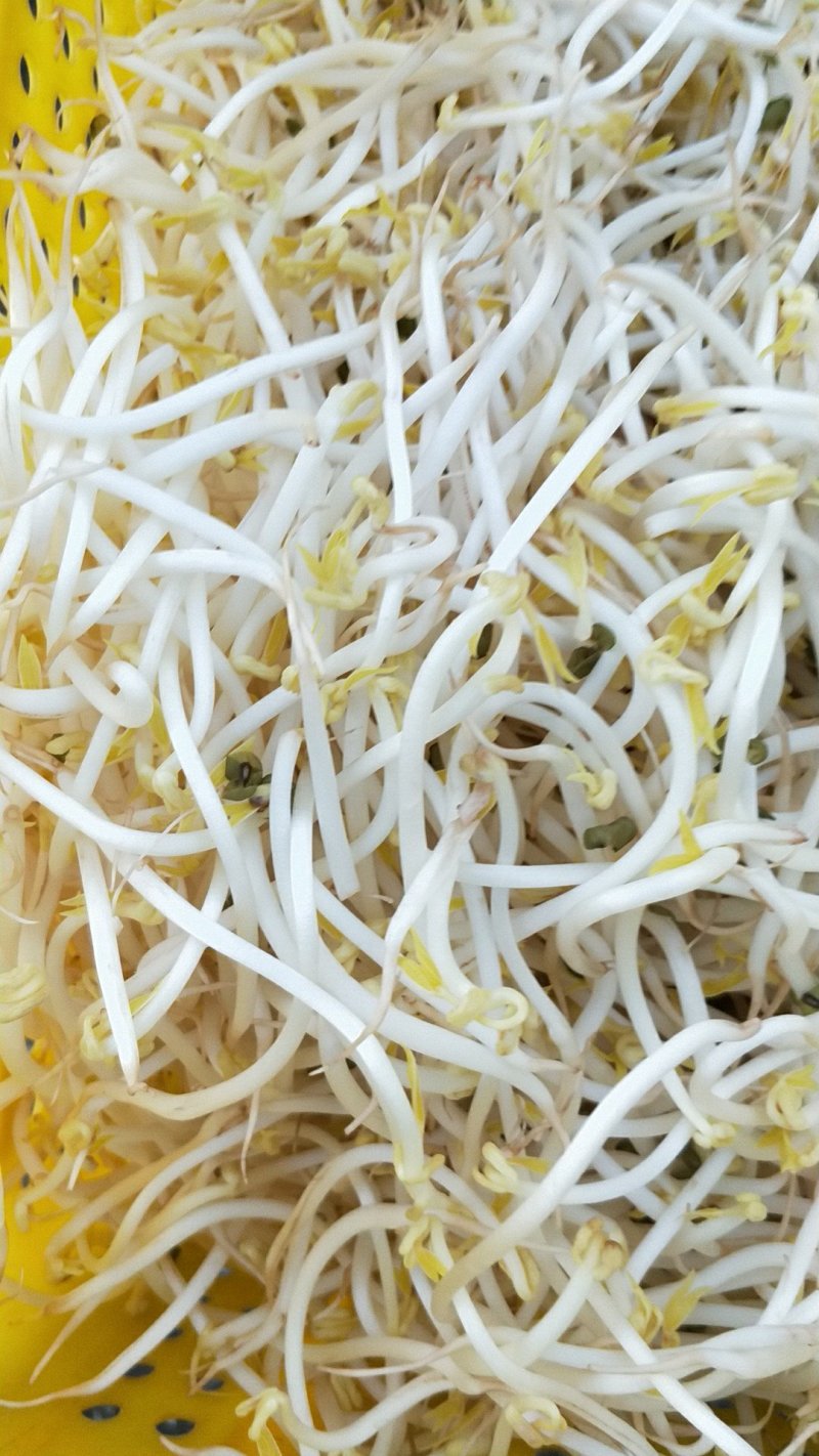 豆芽