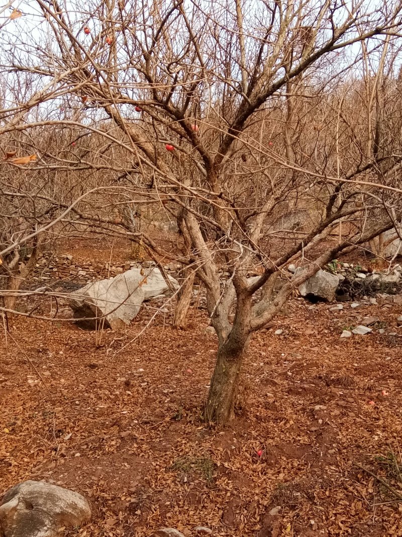 石榴树，精品1-30公分石榴树，树形美观，大量供应，