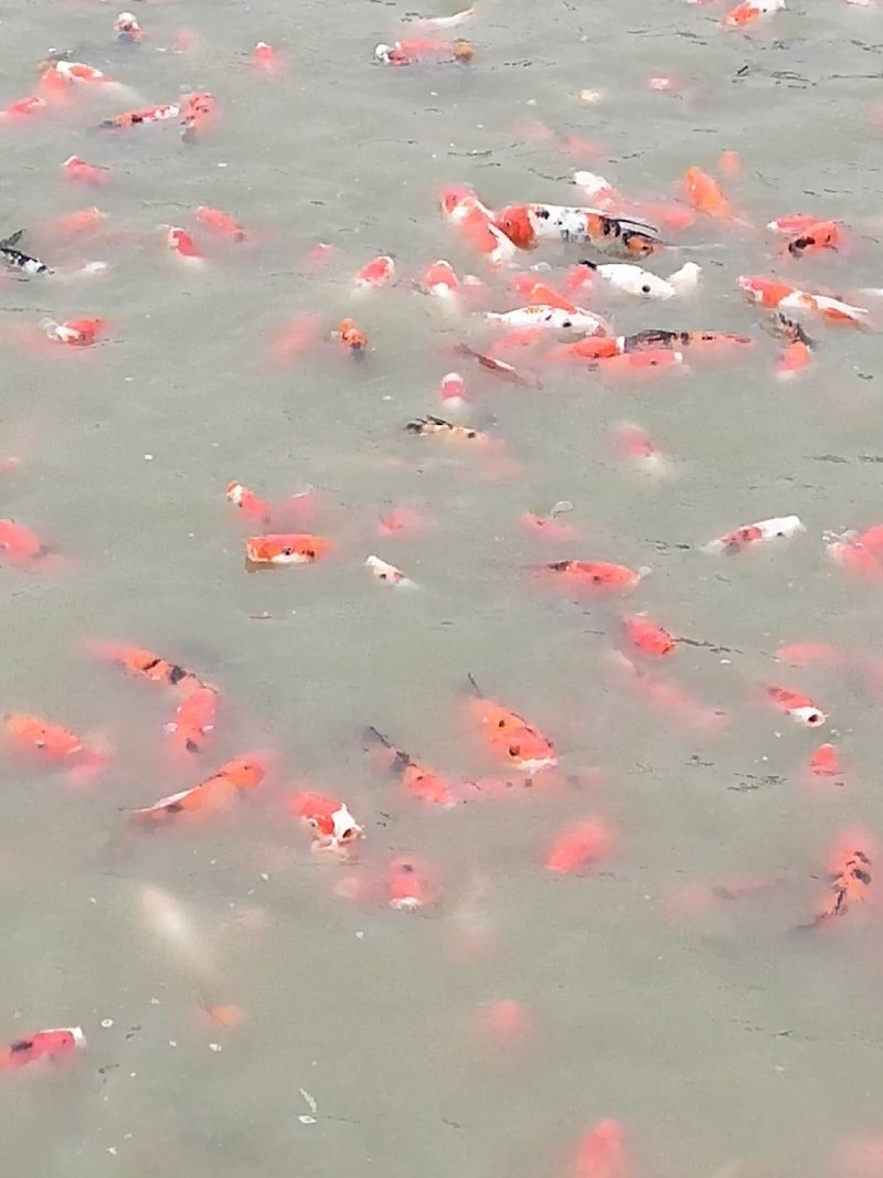 锦鲤