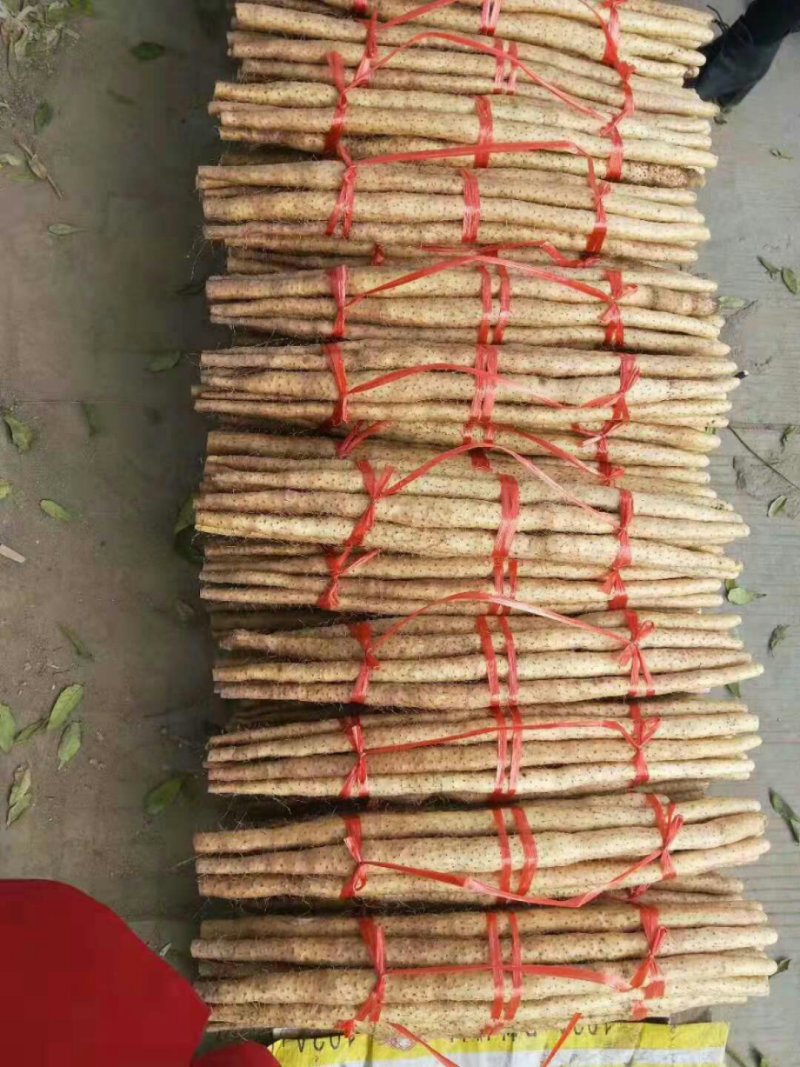 小白嘴山药