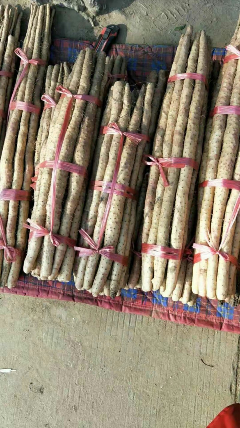小白嘴山药